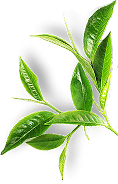 tea bud-home page tea bud-home page