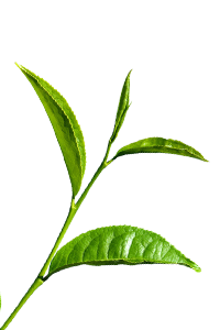 teabud002
